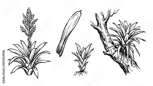 Bromeliads plants illustration, sketch drawing bromeliad on tree branch, flowers and leaf isolated on white background