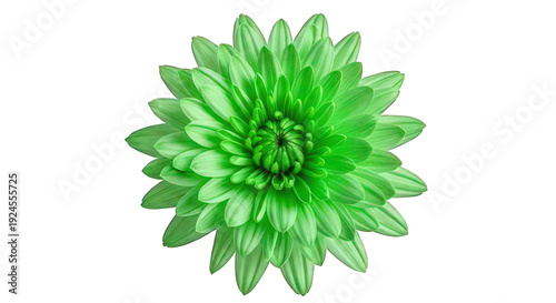 A vibrant green flower with delicate petals set against a dramatic black background