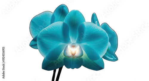 A vibrant blue orchid stands out against a dramatic black background