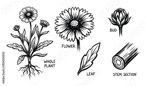 Calendula plant anatomy vector illustration, whole plant, flower, bud, leaf and stem section detailed illustration