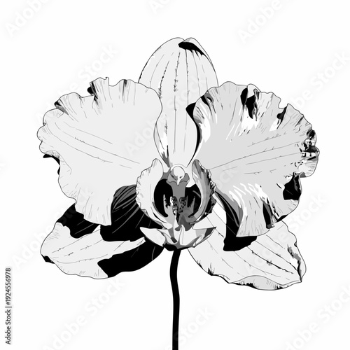 black and white orchid flower