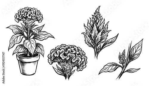 Celosia Flower Vector Illustration with Pot and Blooming Celosia Cristata Flowers Set in Detailed Line Art