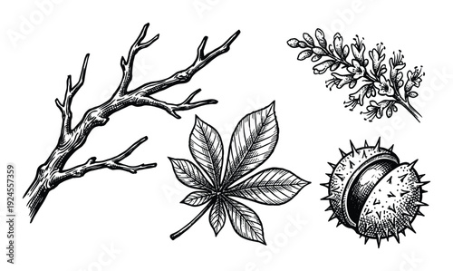 Chestnut tree branch, flower, leaf and spiky nut drawing, black and white botanical vector illustration isolated