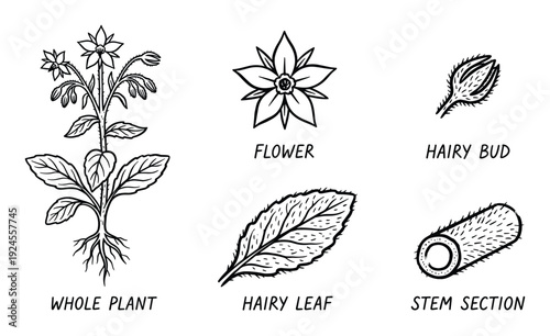 Detailed Borage Plant Illustration with Flower, Bud, Leaf, Stem Section Drawings