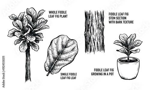 Fiddle leaf fig plant botanical illustration, whole plant, single leaf, stem section, and potted fig drawing