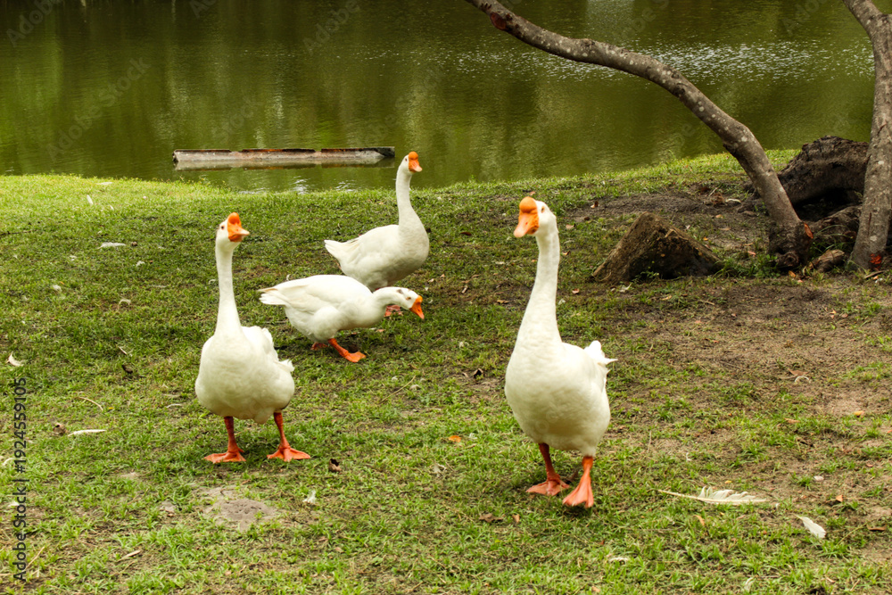 Obraz premium Domestic white goose, aquatic bird of the Anatidae family, in São Luís, MA, Brazil.