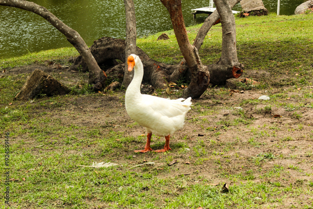 Obraz premium A white goose, a waterfowl of the Anatidae family, in São Luís, MA, Brazil.