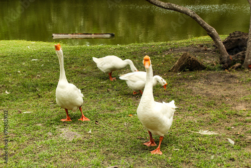 Domestic white goose, aquatic bird of the Anatidae family, in São Luís, MA, Brazil.