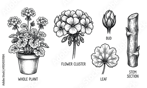 Geranium plant parts detailed engraving illustration whole plant, flower cluster, leaf, bud, stem section