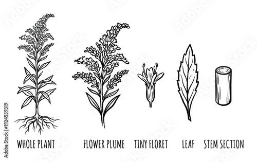 Goldenrod Plant Illustration: Whole Plant, Flower Plume, Tiny Floret, Leaf, and Stem Section Botanical Drawing