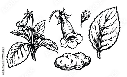 Gloxinia flower plant drawing with leaf, flower bud, and rhizome sketch botanical illustration