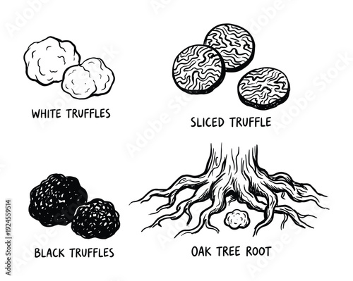 Hand drawn illustration of white, black, and sliced truffles with oak tree root