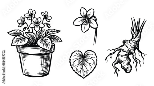 Hand-drawn illustration of a potted violet plant with flower, leaf, and root on a white background.