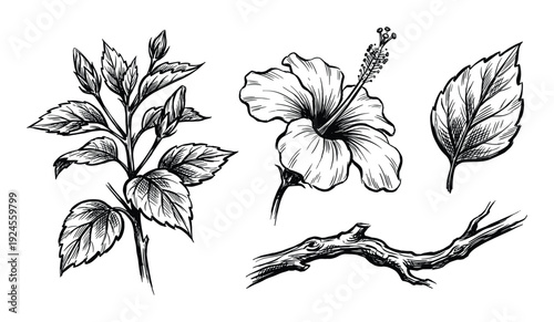 Hand-drawn illustration with hibiscus flower, leaf, plant, and branch. Black and white botanical sketches of nature