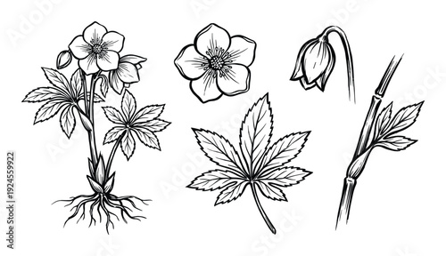 Hellebore flower drawing, botanical illustration with blossom and leaves, roots and branch in vintage style
