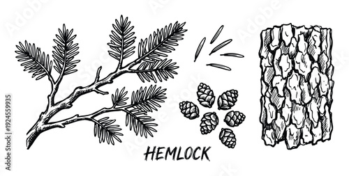 Hemlock tree botanical illustration featuring branch, needles, cones and bark hand-drawn vector graphic