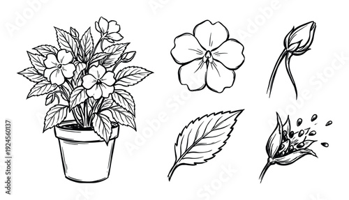 Impatiens plant drawing with flower, bud, leaf, and seed pod, sketch style. Potted plant illustration, hand-drawn.