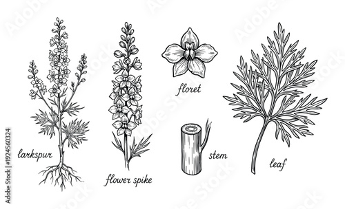 Larkspur botanical illustration with flower spike, floret, stem and leaf. Detailed botanical sketch, vintage floral illustration