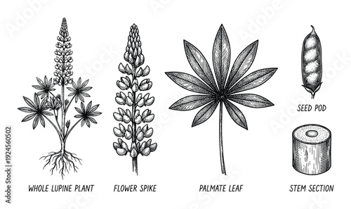 Lupine Plant Botanical Illustration with Flower Spike, Palmate Leaf, Seed Pod and Stem Section