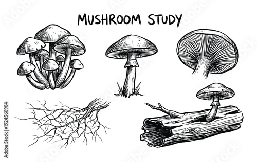 Mushroom Study Hand Drawn Vector Illustration, Botanical Sketch Art, Fungi Types, Root System, Log Wood