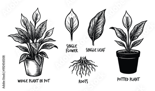 Peace lily plant vector illustration, including potted plants, single flower, single leaf, and root system