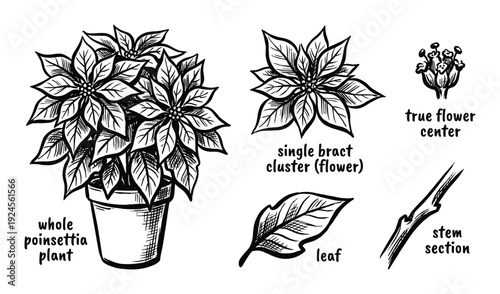 Poinsettia Plant Detailed Vector Illustration, Parts of Poinsettia Plant with Bract, Leaf, Flower, and Stem Section