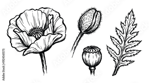 Poppy Flower Illustration, Hand-Drawn Ink Art of Bloom, Bud, Seed Pod, and Leaf, Botanical Sketch Isolated on White Background