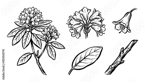 Rhododendron blossom vector illustration, leaves, twig and flower sketch detailed line art drawing design