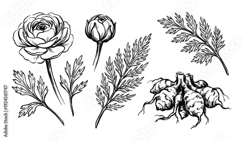 Ranunculus botanical illustrations, closed bud, fern foliage, and Jerusalem artichoke tubers in vintage etched drawing style