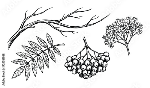 Rowan branch, berries, leaves and flowers sketch illustration on white background, detailed botany drawing