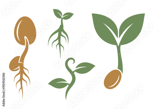 Seed Germination Stages Vector Illustration. Plant growth development cycle infographic diagram.