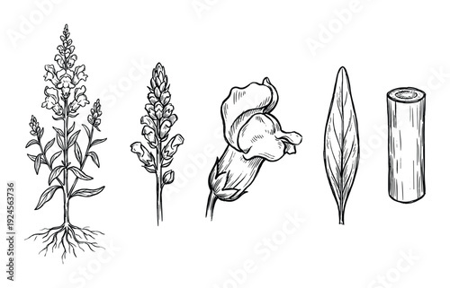 Snapdragon plant drawing with flower, bud, leaf and stem. botanical illustration