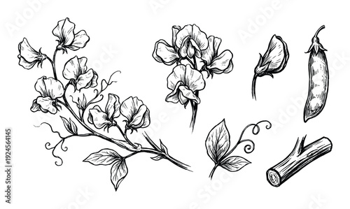 Sweet pea flower illustration with pea pods, stem, and leaves, hand-drawn botanical style design.