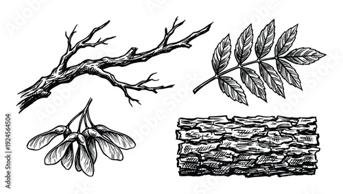 Tree branch, leaf, seeds and bark ink sketch. Botanical illustrations, forest elements drawing, black and white vector