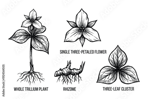 Trillium Plant Illustration, Featuring Whole Plant, Flower, Rhizome, and Leaf Cluster Black and White Hand Drawn Vector Design