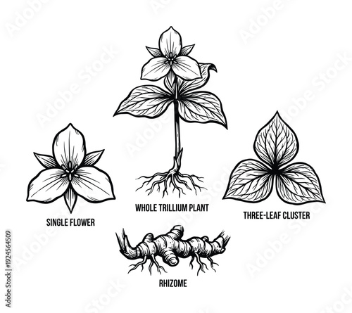 Trillium Plant Anatomy Vector Illustration, Single Flower, Whole Plant, Three-Leaf Cluster, and Rhizome