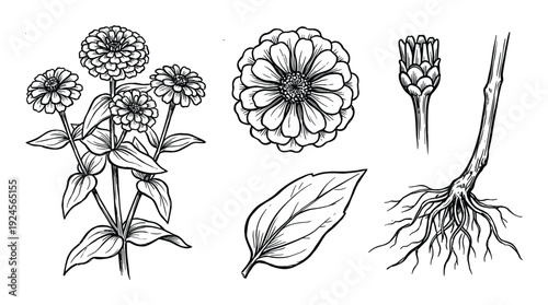 Zinnia flower illustration with blossoms, leaves, bud, stem and roots black and white botanical line art drawing
