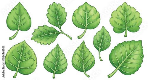 A collection of various green leaves with water droplets, showcasing different shapes and textures.