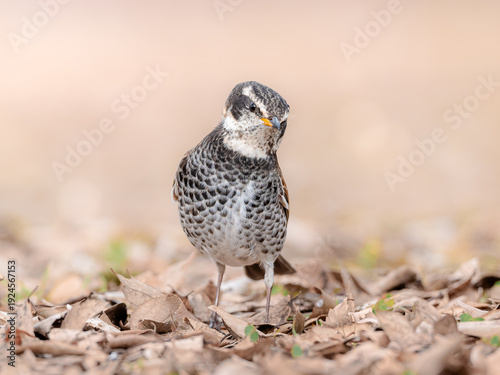 Dusky Thrush - The Curious Gaze - Wildlife Bird Photography