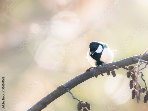 Japanese Tit - The Dexterous Diner - Wildlife Bird Photography