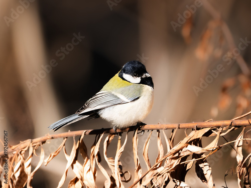 Japanese Tit - Serenity on Silver Grass - Wildlife Bird Photography