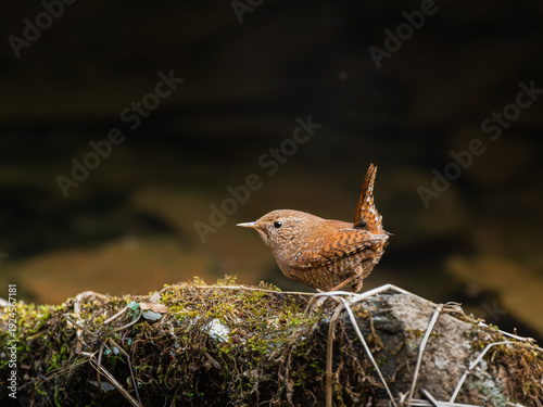 Wren - The Perky-Tailed Pond Scout - Wildlife Bird Photography