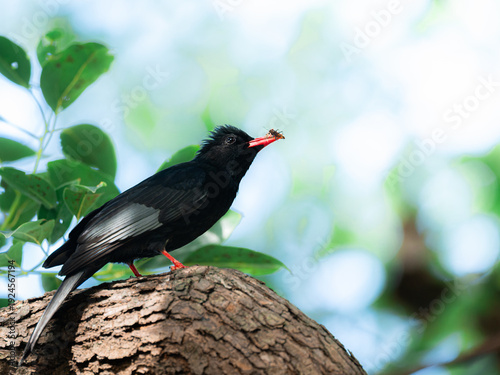 Black Bulbul - The Mid-Air Feast - Wildlife Bird Photography