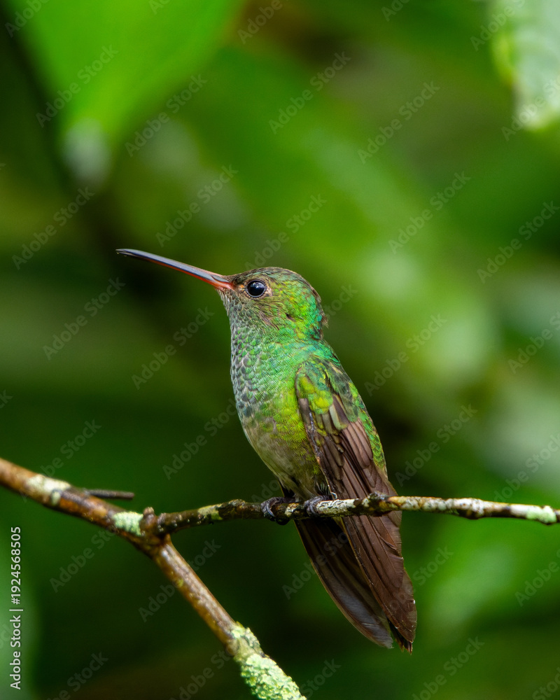 Fototapeta premium hummingbird in flight