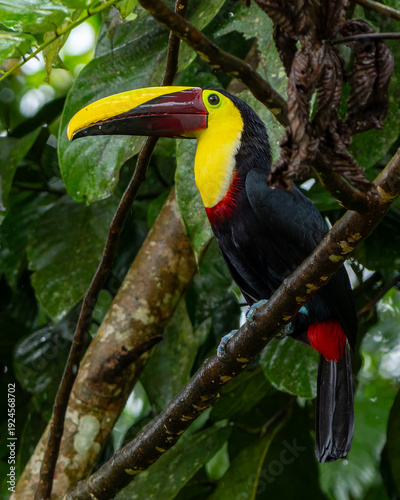 yellow billed toucan