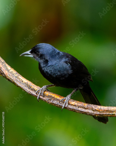 blackbird on a branch