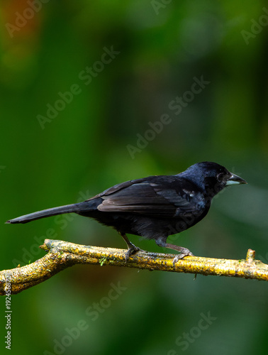 blackbird on a branch