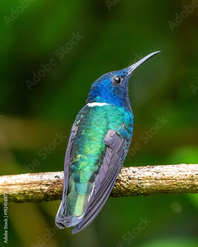 hummingbird in flight