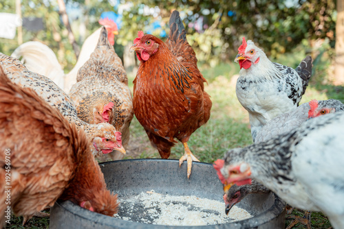 Free-range farm hens and chickens feeding outdoors from a trough, representing organic farming, sustainable agriculture, and natural animal husbandry practices in a rural backyard