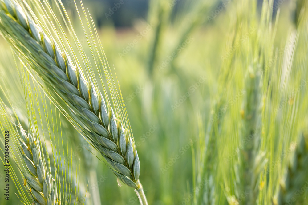 Fototapeta premium Macro close-up of a green wheat ear in early development stage with soft natural light and blurred background. Concept of crop growth, sustainable agriculture, cereal production, and fresh rural farmi